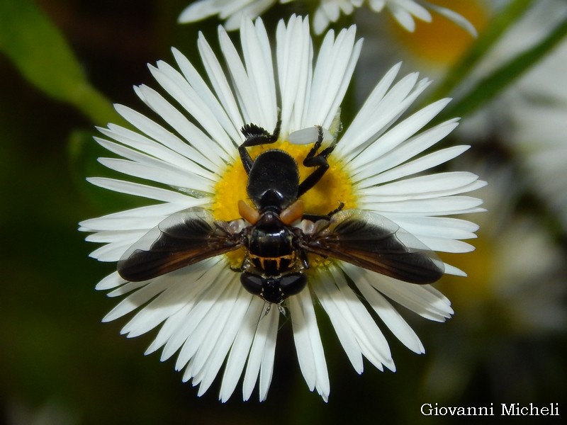 Trichopoda pennipes (Tachinidae)